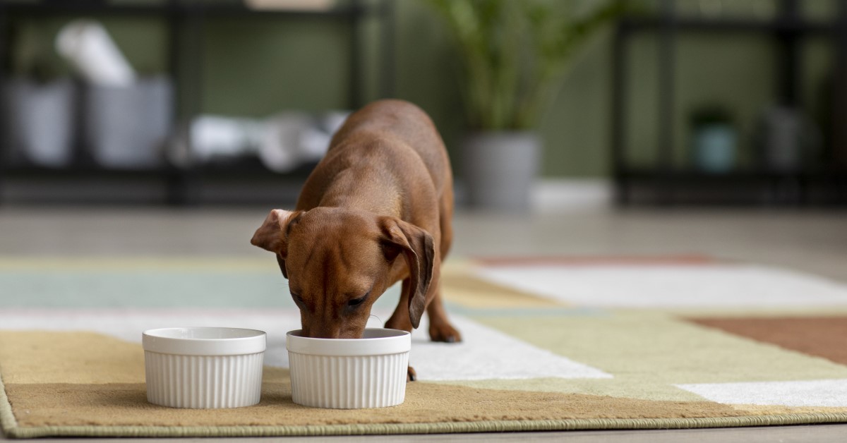 Does My Pet Need Prescription Pet Food?